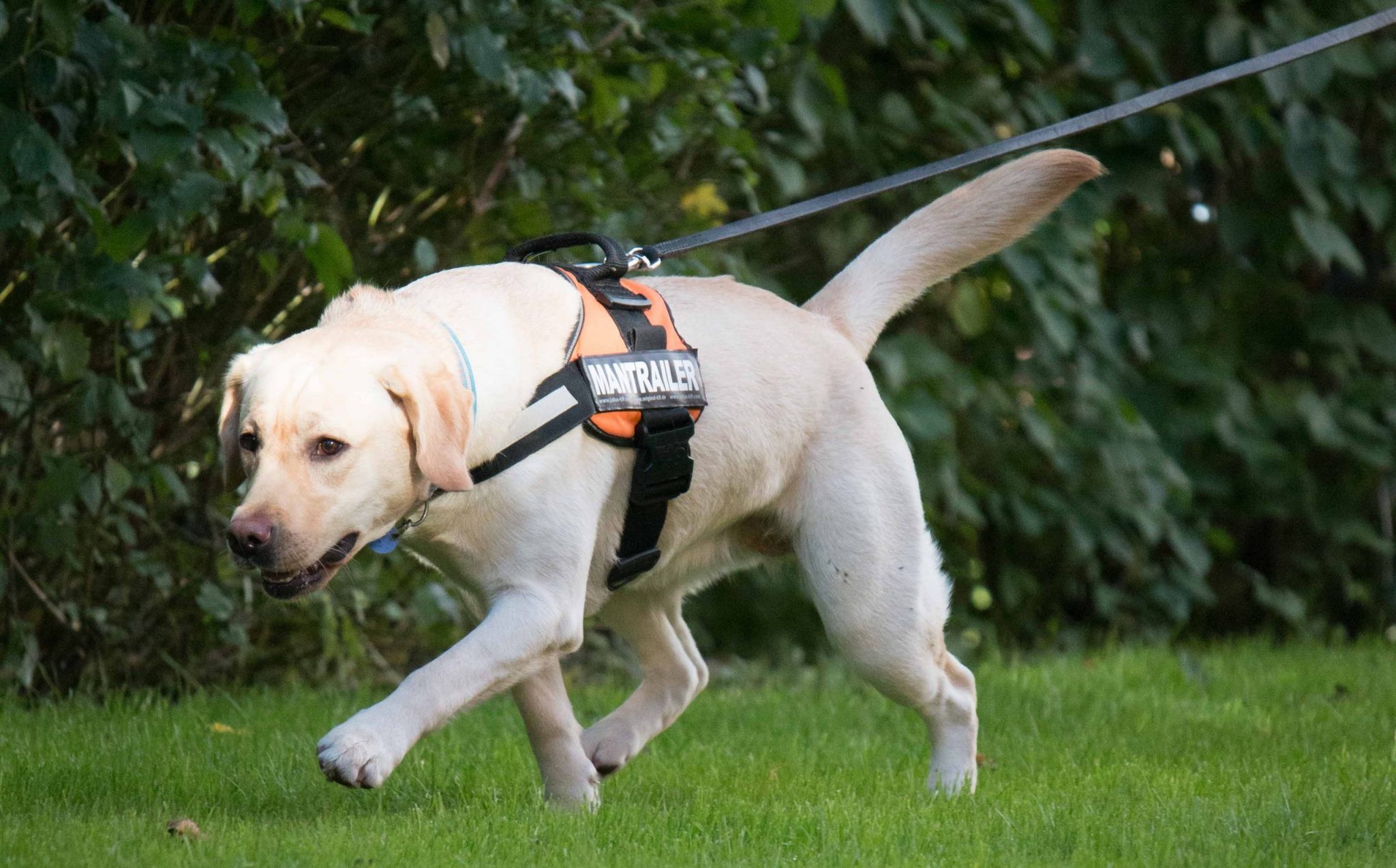 Suchhunde