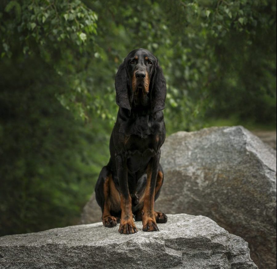 Crusoe